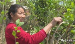 三叶最新爆料,神秘事件背后的惊人真相