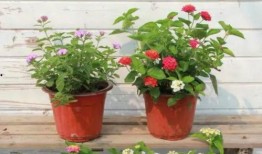 农民二龙最新爆料视频,揭秘农村发展新动向